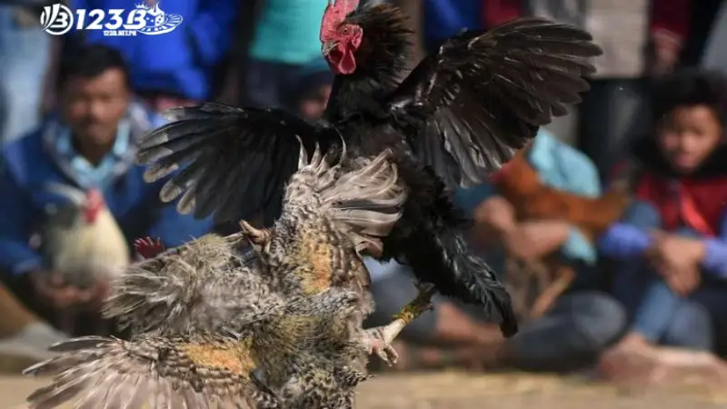123B là nhà cái cược gà an toàn, không bịp