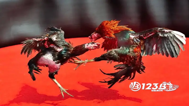 Đá gà đòn có sức bền