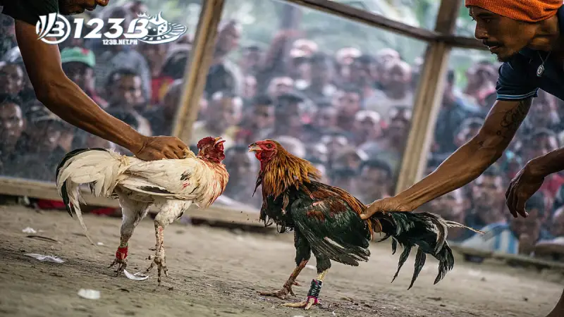 Đôi nét về Đá gà Campuchia
