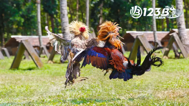 Gà đòn cần tuyển chọn và huấn luyện