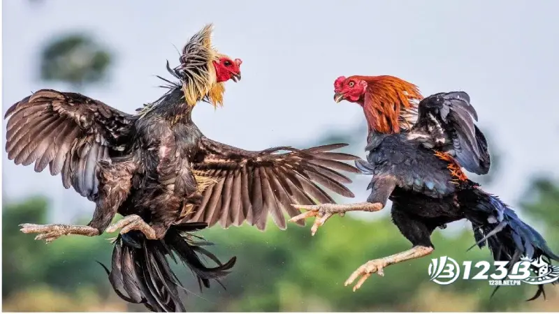 Gà đòn có nhiều thế