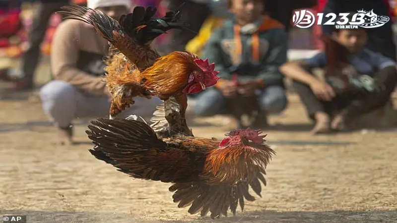 Nhận diện đá gà bịp
