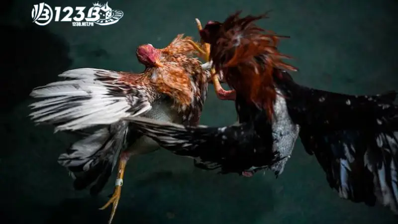 Tham gia Đá gà độ lớn dễ dàng