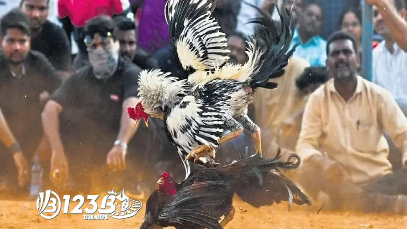 Tìm hiểu về Đá gà bịp