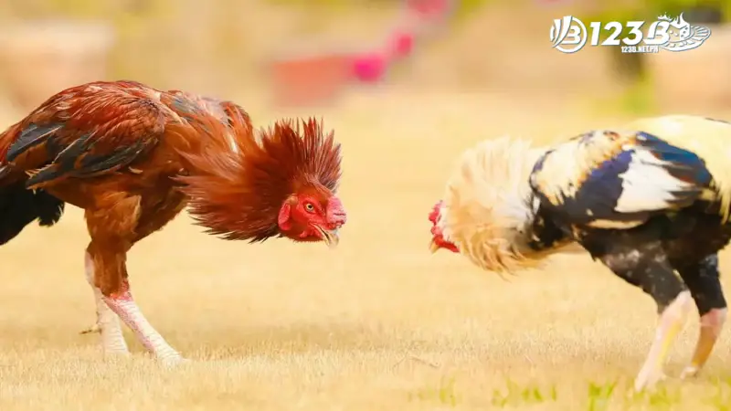 Tìm hiểu về Đá gà độ lớn