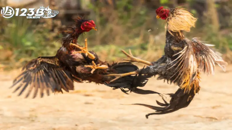 Tìm hiểu về Đá gà đòn