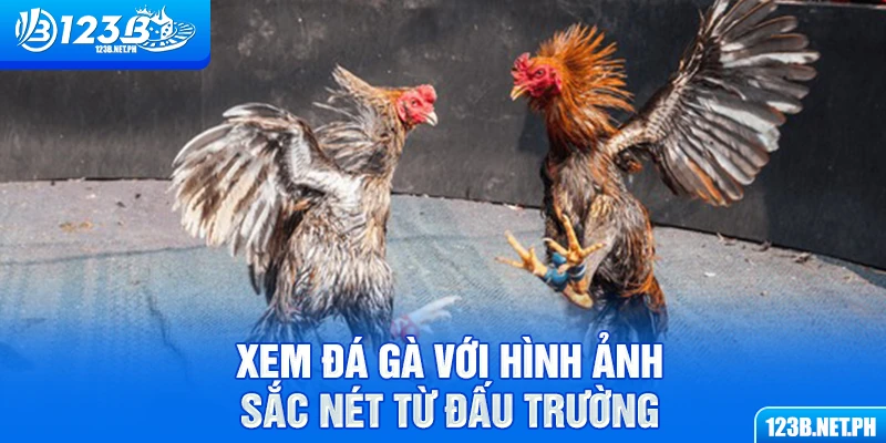 Xem đá gà với hình ảnh sắc nét từ đấu trường